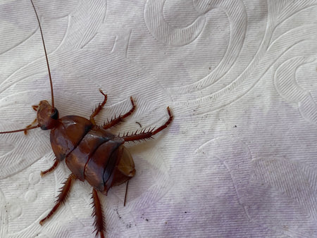 Cockroach on a white sheet of paper. Close-up.の写真素材