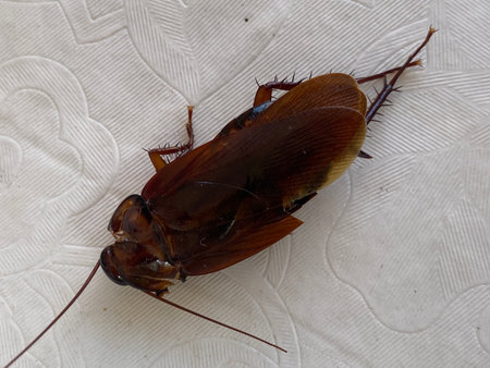 Cockroach on a white background, closeup of photo.