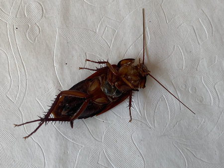 Dead cockroach on the white background.