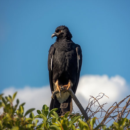 single bird on branch, South Africa