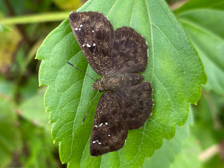 Butterfly on a leaf of a plant in the garden.の写真素材