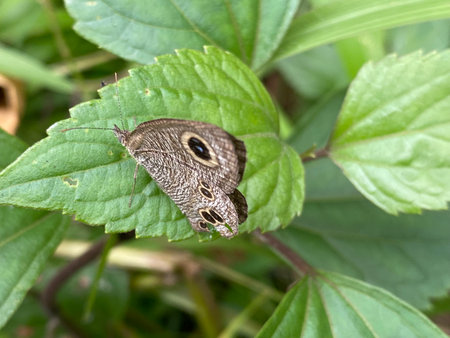 butterfly on a green leaf in the garden. close-up