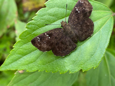 Close-up of a brown butterfly on a leaf in the gardenの写真素材