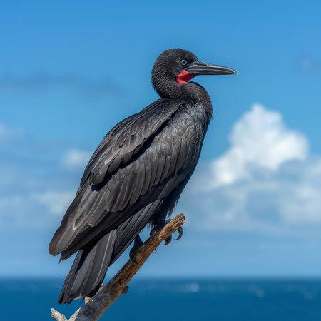 Magnificent Frigatebird (Fregata magnificens) perched on a perch in the Galapagos Islandsの写真素材