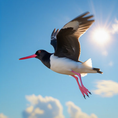 Black and white oystercatcher bird flying in the blue skyの写真素材