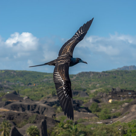 African Frigatebird (Fregata africana) in flightの写真素材
