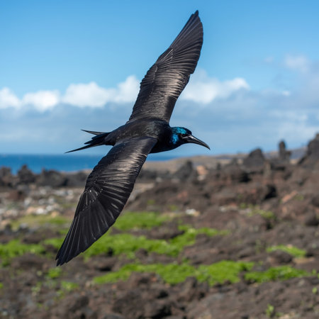 Black Frigatebird (Fregata magnificens) in flight over the Galapagos Islands, Ecuadorの写真素材