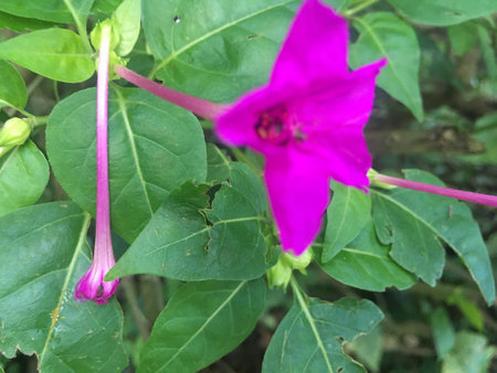 Flower of Mirabilis jalapa, also known as the Japanese jalapa, or Japanese jalapa.の写真素材