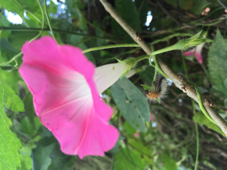 Caterpillar on a pink flower in the garden, nature background