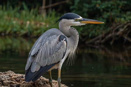 Grey heron, Ardea cinerea, single bird by water, Warwickshireの写真素材