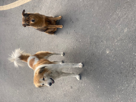 Two dogs lying on the asphalt. Top view. Copy space.
