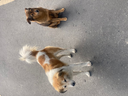 Two dogs are lying on the road. View from above, top view.