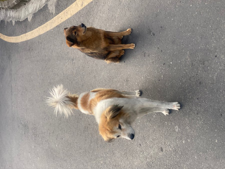 two dogs on the road, top view