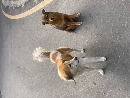 two dogs are playing on the street in the city, top view