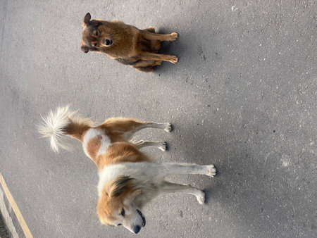 Two stray dogs are lying on the road in the city. Top view.