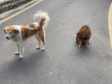 dog and dog in the street.