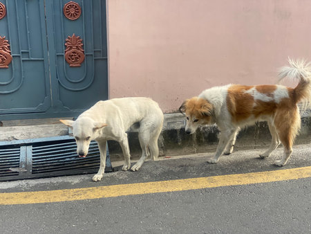 Two stray dogs on the street in the city of Kuala Lumpur, Malaysia