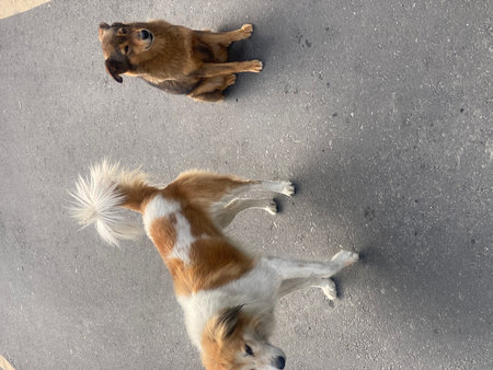 Two dogs are playing on the street. Top view of a dog.