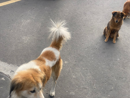 Two stray dogs walking on the street, one of them looking at the camera