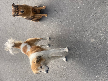 Two dogs on the street. Top view. Copy space for text.