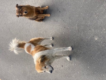 Two dogs are lying on the ground. View from above. Top view.