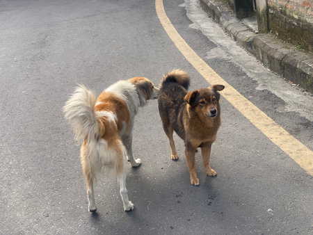 Two stray dogs on the road in the city. Two stray dogs.の写真素材