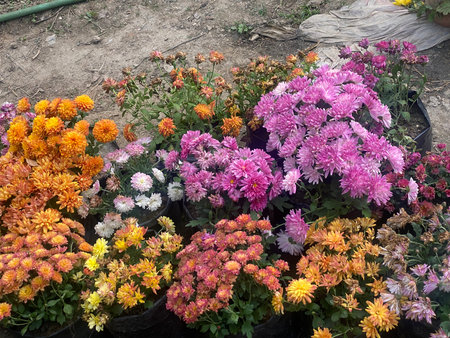 Colorful chrysanthemum flowers in the garden at winter.の写真素材