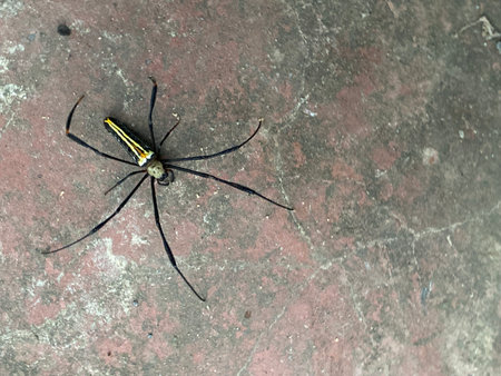 Spider on the floor in the garden.