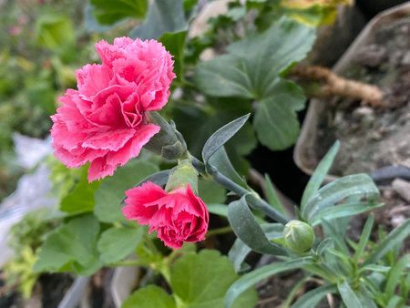 pink carnation flower blooming in the garden, stock photoの写真素材