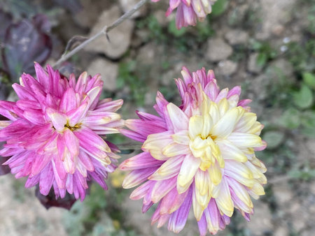 Chrysanthemum flower in the garden, close-up