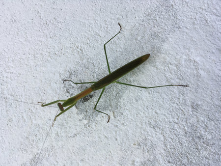 Praying Mantis on the wall of the house in Thailand