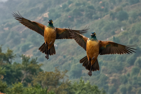 Pair of Pheasant birds in flight at Ranthambore National Park, Indiaの写真素材