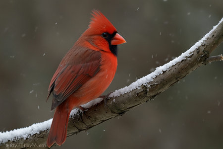Male Northern Cardinal (cardinalis cardinalis) on a branch during a snowfall.の写真素材