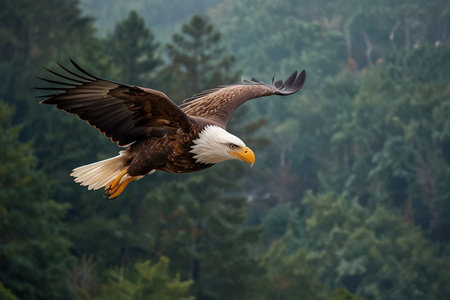 Bald Eagle (Haliaeetus leucocephalus) in flight.