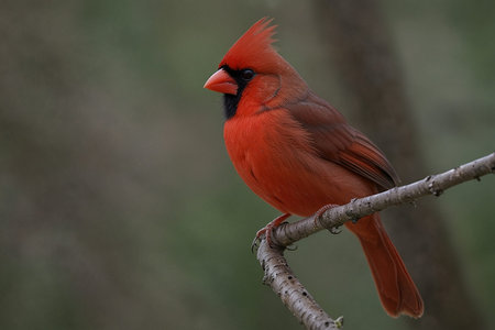 Male Northern Cardinal (cardinalis cardinalis) perched on a branch