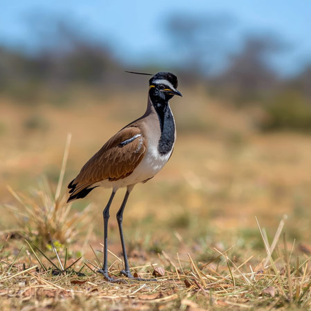 Northern Lapwing, Vanellus vanellus, single bird on ground, South Africa