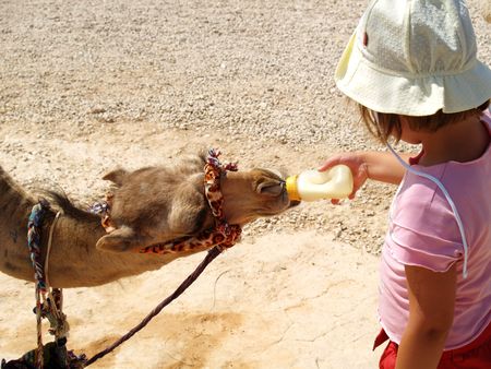 The little girl feeds from a small bottle of a kind African camel.の写真素材