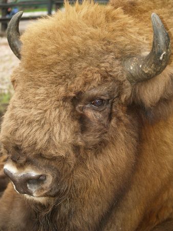 Photo of the person of a bison close up.の写真素材