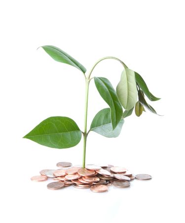 Drooping money tree in coin soilの写真素材
