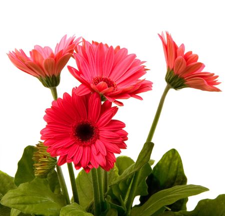 Bright pink daisies on white backgroundの写真素材