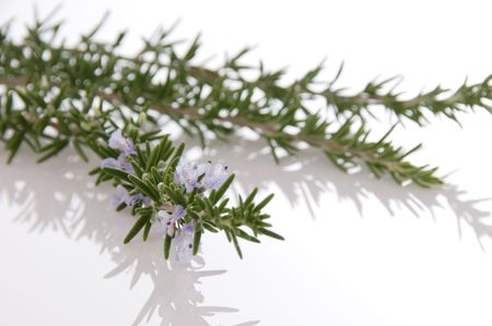 Close Up of rosemary with flowers, shallow depth of fieldの写真素材