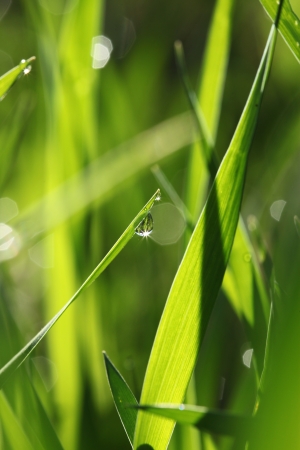 Fresh green grass with dew drop and bokehの写真素材