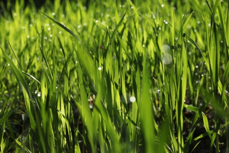 Fresh green grass with dew drop and bokehの写真素材