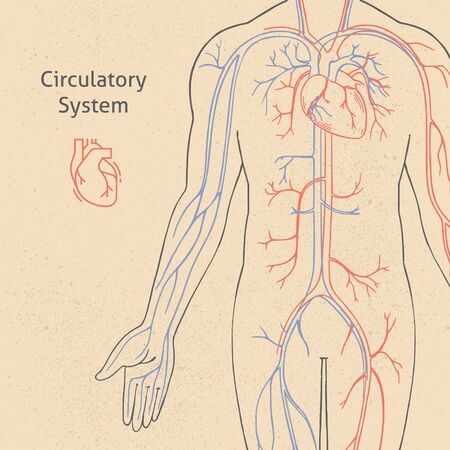 Vector banner template with human circulatory system drawn in retro style with background. The illustration depicts a circulatory system against background of a human silhouette with a place for text.のイラスト素材