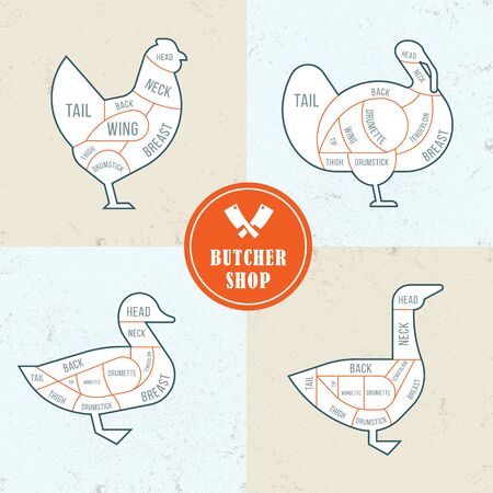 Vector illustration of poultry cutting consisting of four illustrations of different farm birds with a butcher cutting scheme. With butcher shop logo.のイラスト素材