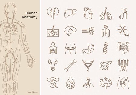 Large set of linear vector icons of human internal organs with signatures. Suitable for print, web and presentations.のイラスト素材