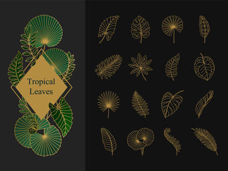 Set of exotic tropical leaves. Line icons on black background. Vector botanical illustration.のイラスト素材