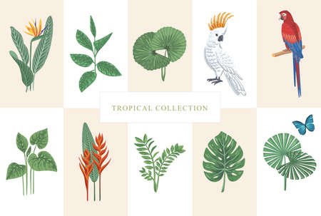 Tropical collection for modern design cockatoo, parrot, exotic leaves. Vector isolated elements on light background. A set of objects for fabrics, invitations, clothes and more.のイラスト素材