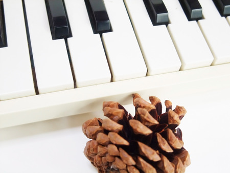 Pine cones & keyboardの写真素材