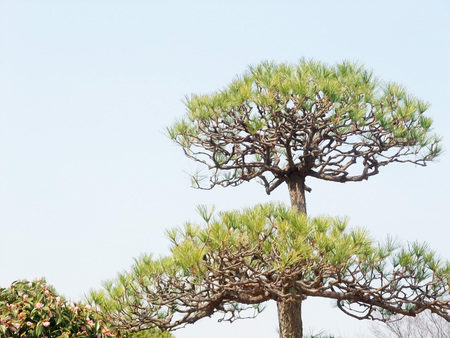 Pine trees